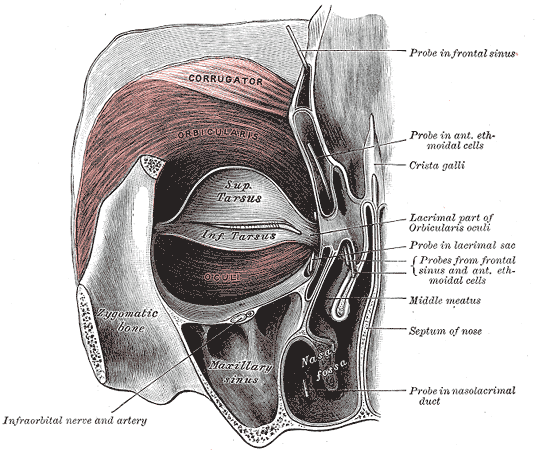 Thyroid eye disease, proptosis, fractures and tumours