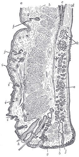 Eyelid anatomy relevant to inward turning of the eyelid