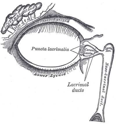 Anatomical illustration of the lacrimal gland and tear drainage passages